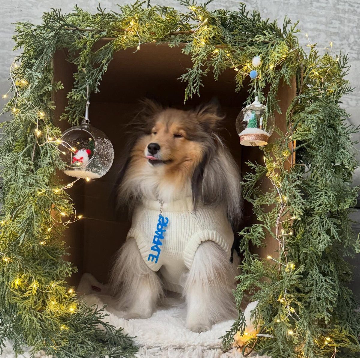 Collie dog in a white sweater sitting inside a decorated cardboard box.