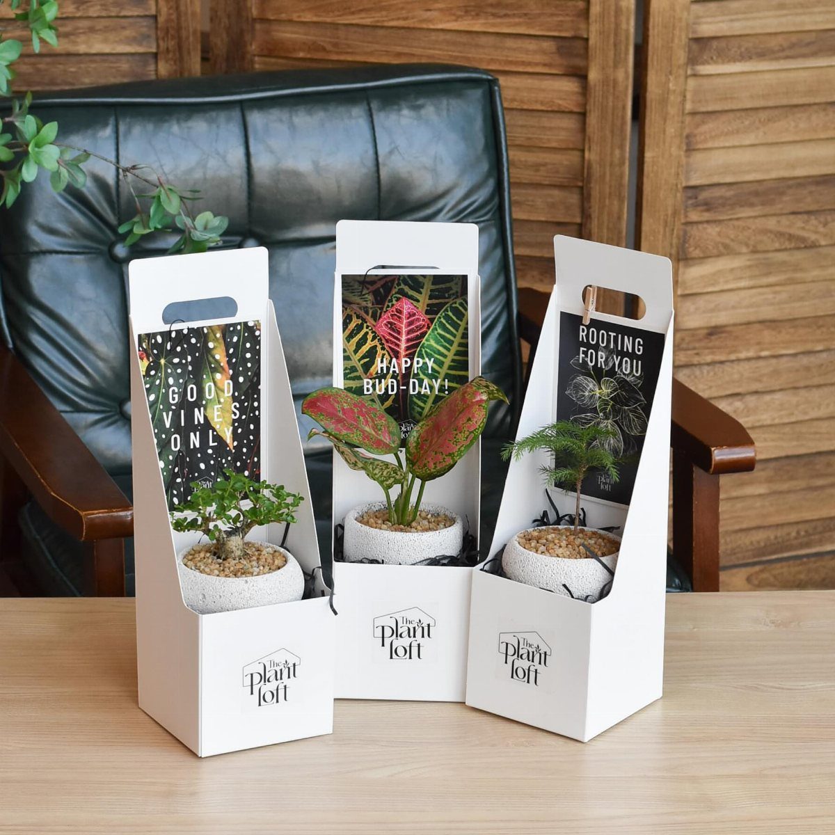 Three small potted plants in white gift carriers on a wooden office desk.