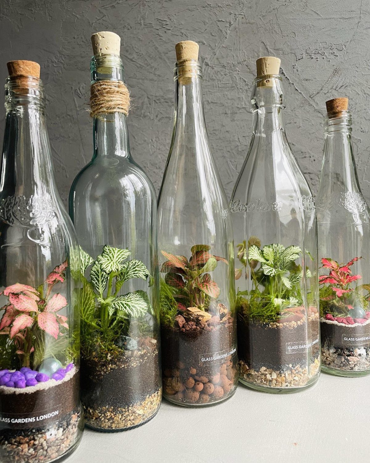 Small green plants growing inside clear glass bottles with cork stoppers and pebbles.