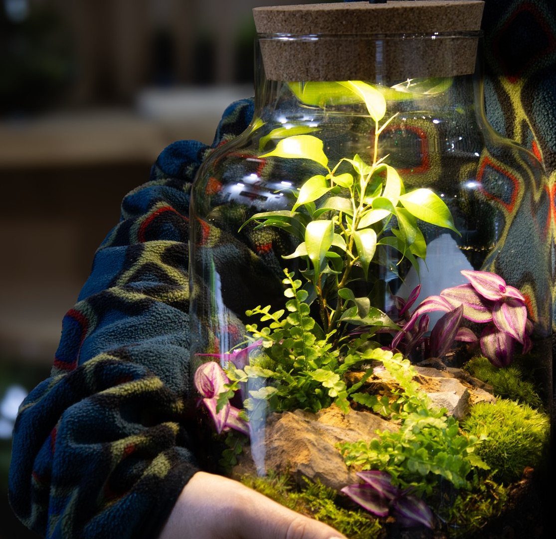 Glass jar terrarium with green plants and purple leaves held by a person