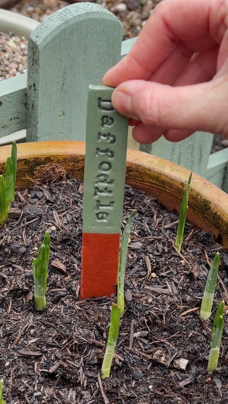 Hand placing a green and orange daffodil plant marker into a soil pot.
