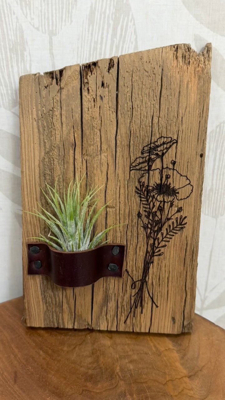 Air plant in a leather holder attached to a rustic wooden plank.