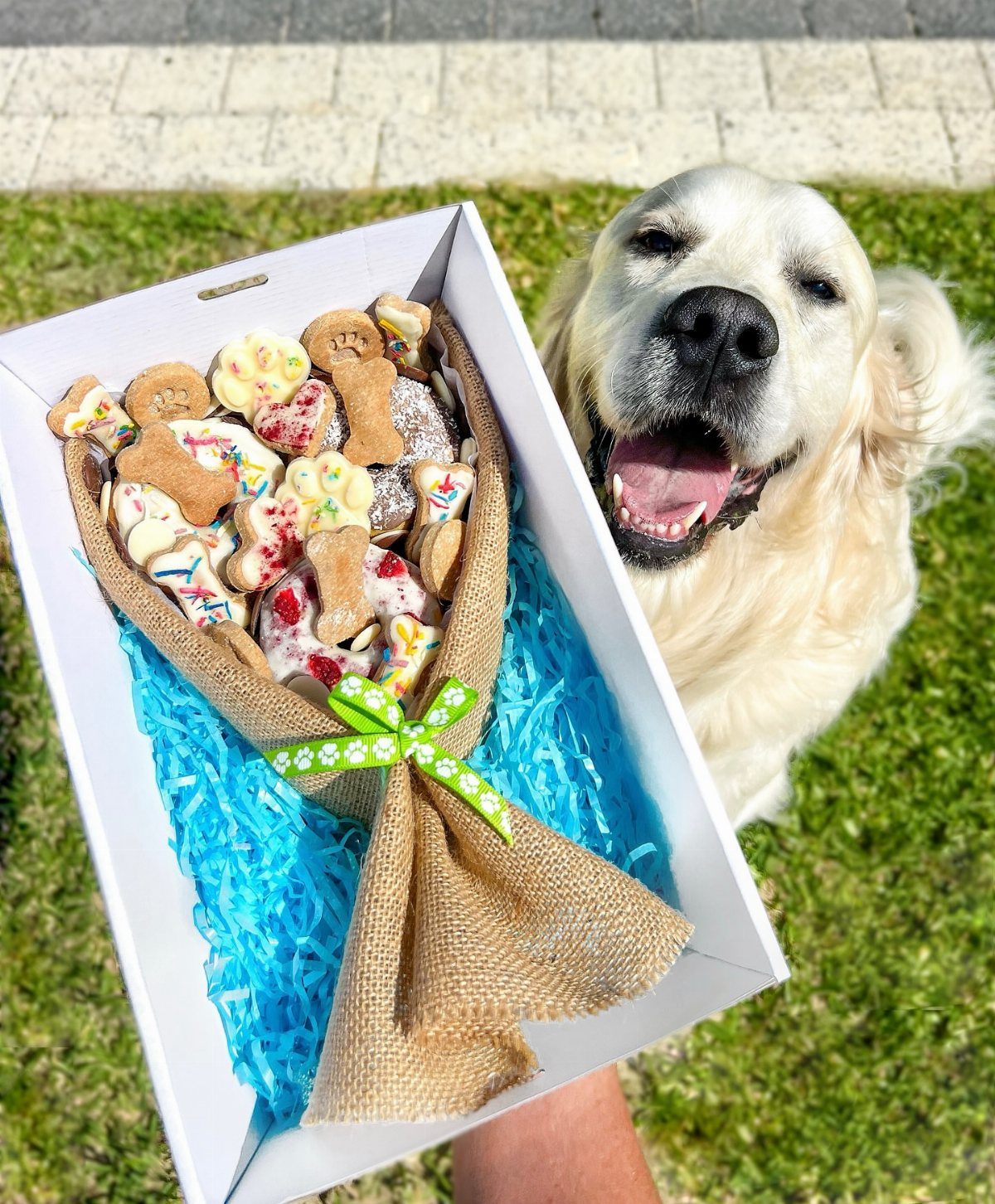 Golden retriever smiling next to a bouquet of bone-shaped dog treats in a box.