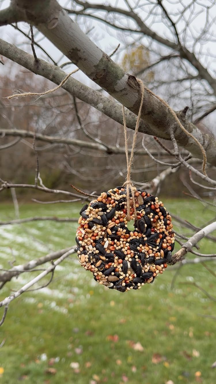 Circular birdseed ornament hanging from a bare tree branch by a twine string.