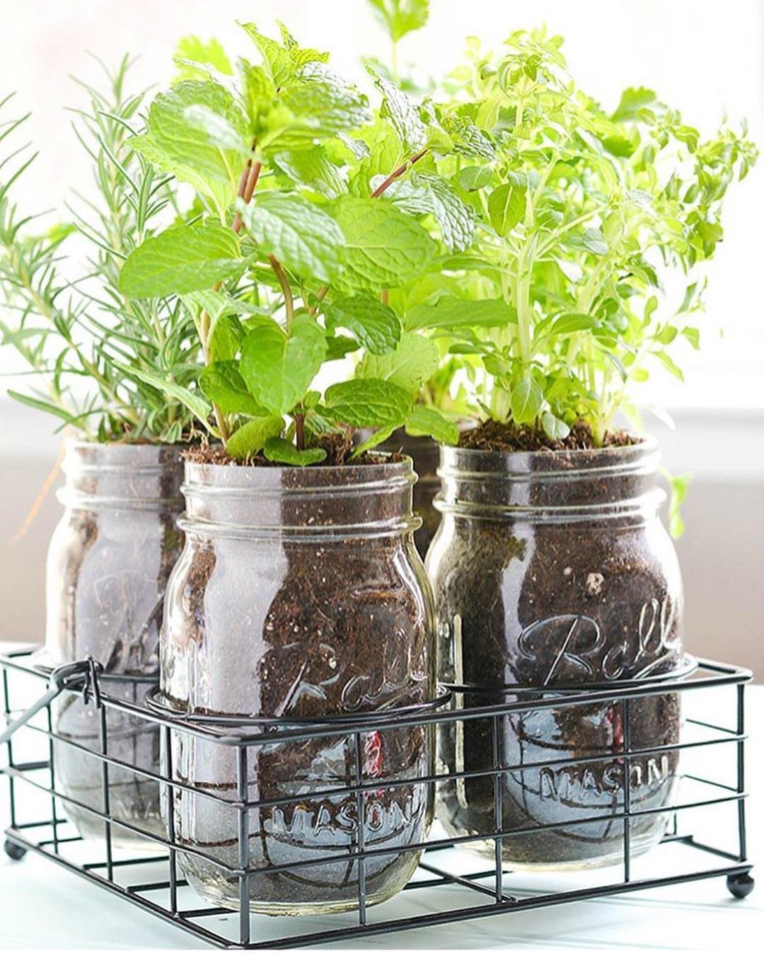Green herbs growing in mason jars held by a black wire metal carrier.