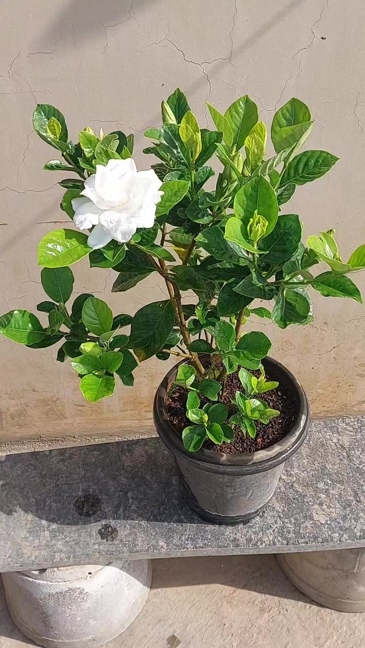 Gardenia plant with a white flower in a dark pot on a stone ledge