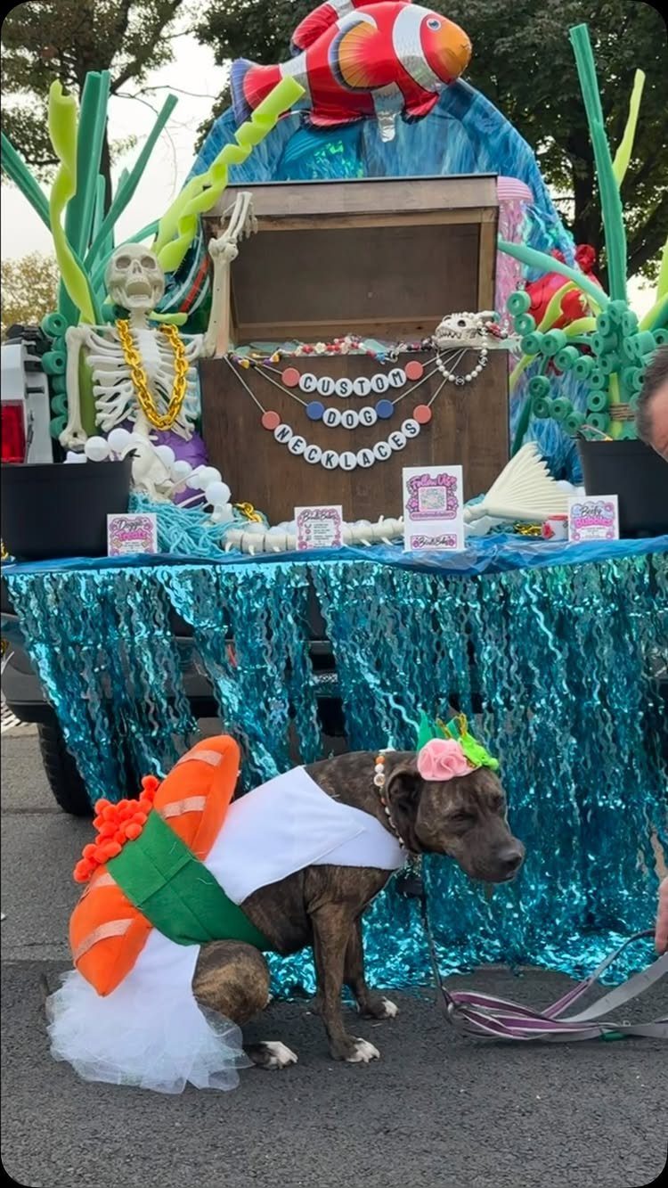 Dog dressed as sushi in front of an under the sea trunk display