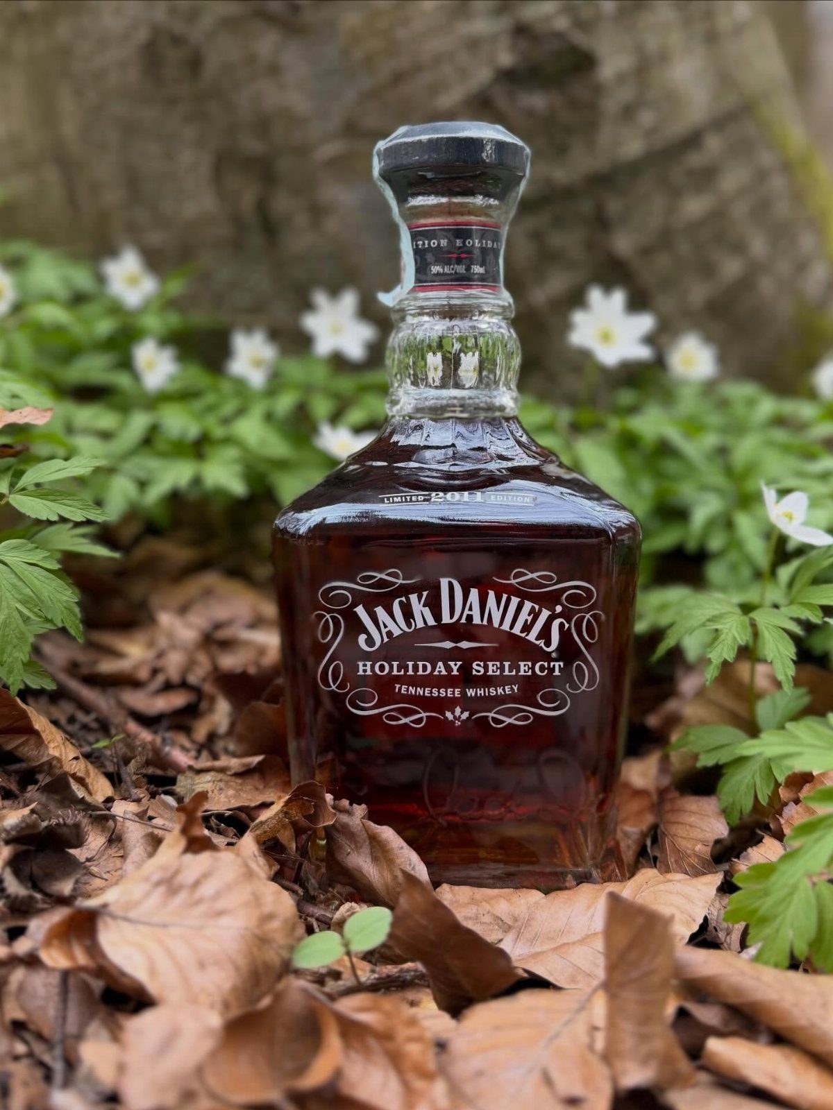 Jack Daniel's Holiday Select whiskey bottle resting on brown leaves and white flowers.