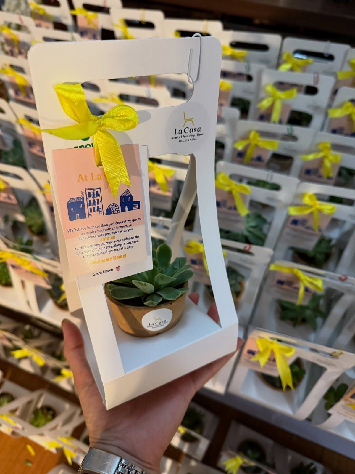 Small succulent in a gold pot with yellow ribbon in a white carrier